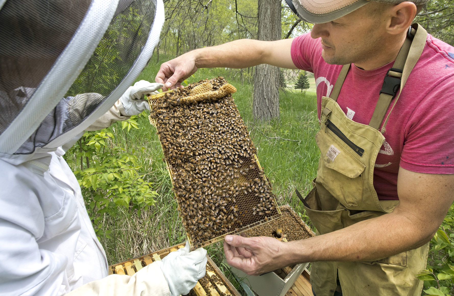 Wild Hill Honey new bees